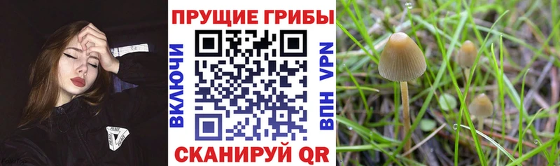 Псилоцибиновые грибы мицелий  закладки  Кореновск 