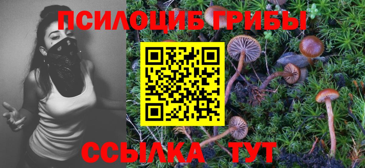 Псилоцибиновые грибы Psilocybe Кореновск